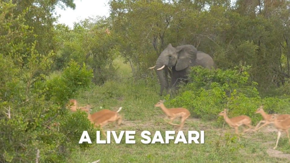 Best live animal webcams in Africa Blogger at Large