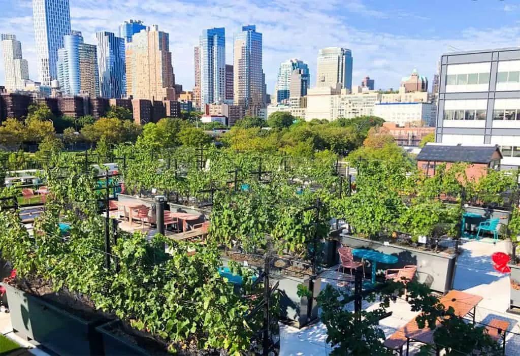 rooftop vines in NYC