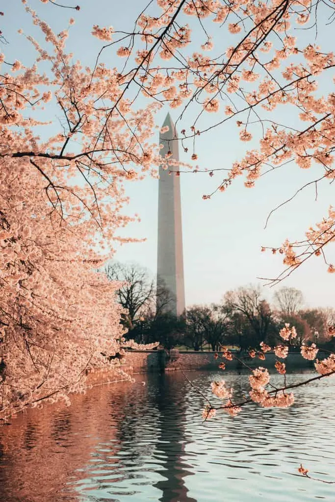 Gorgeous cherry blossom framing the Washington Monument