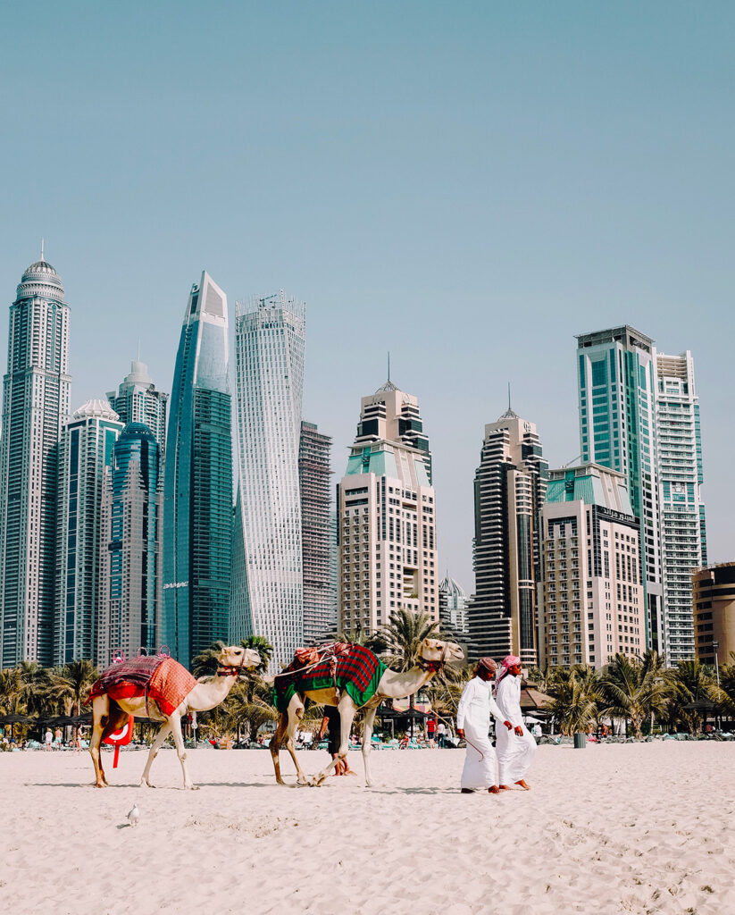 Camels in Dubai