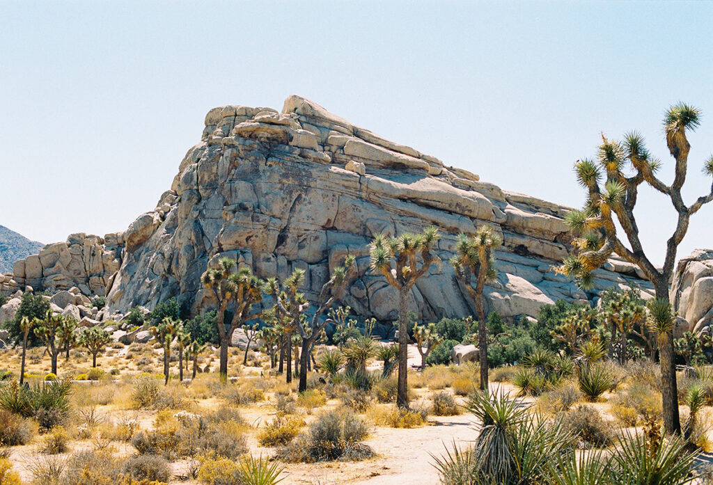 spikey Dr Seuss-like Joshua trees