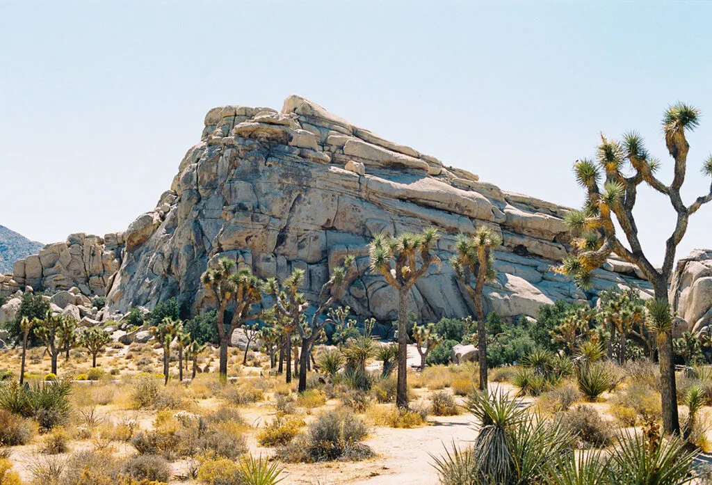 spikey Dr Seuss-like Joshua trees