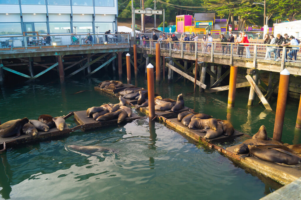 Sea lions lounging in Newport, Oregon