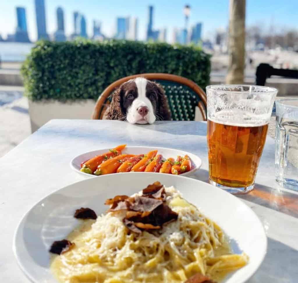 A pup loving the restaurant at Brookfield Place, NYC