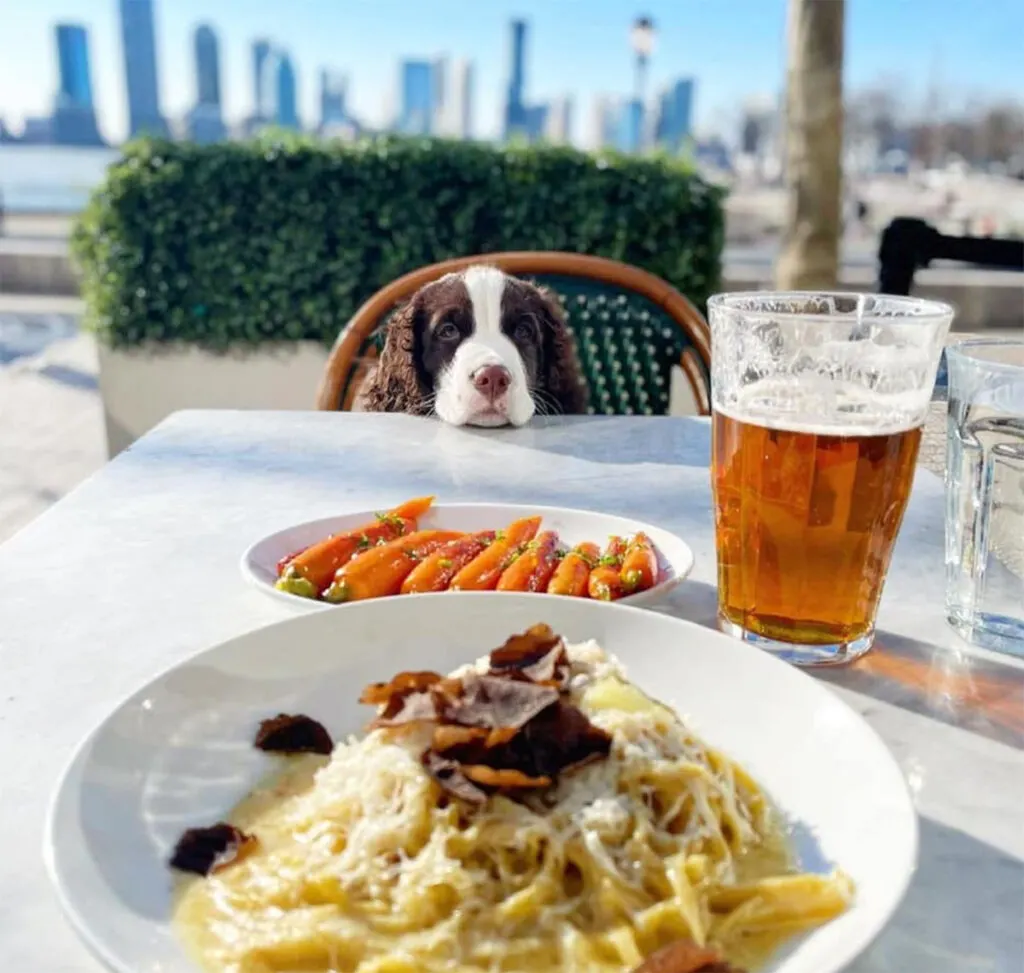 A pup loving the restaurant at Brookfield Place, NYC