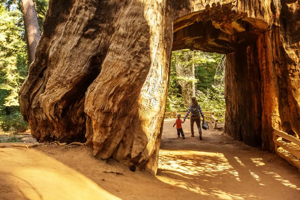 Mother and son walk (literally) through the Redwoods in Yosemite