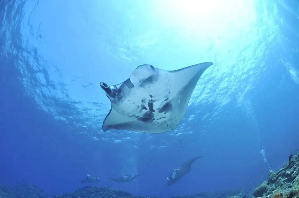Manta rays swimming gracefully