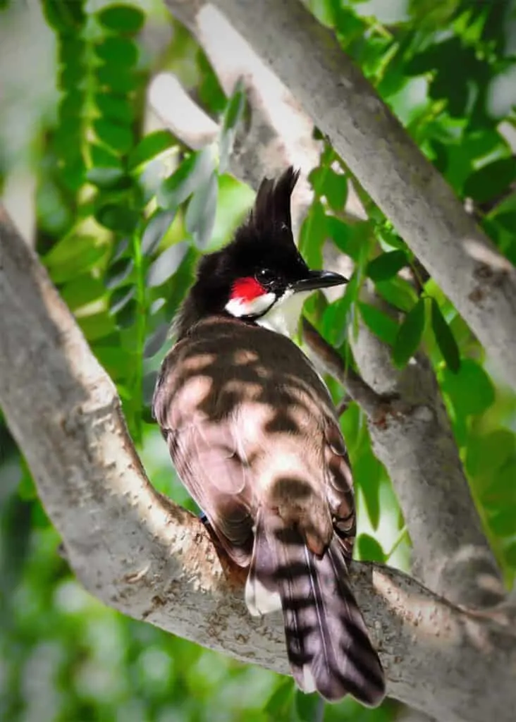 Birdlife at the Botanical Gardens 