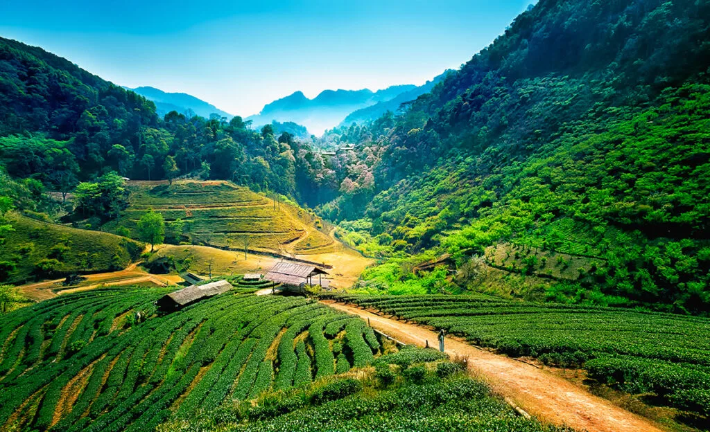 Tea plantations, Angkhang Mountain, Chiang Mai, Thailand