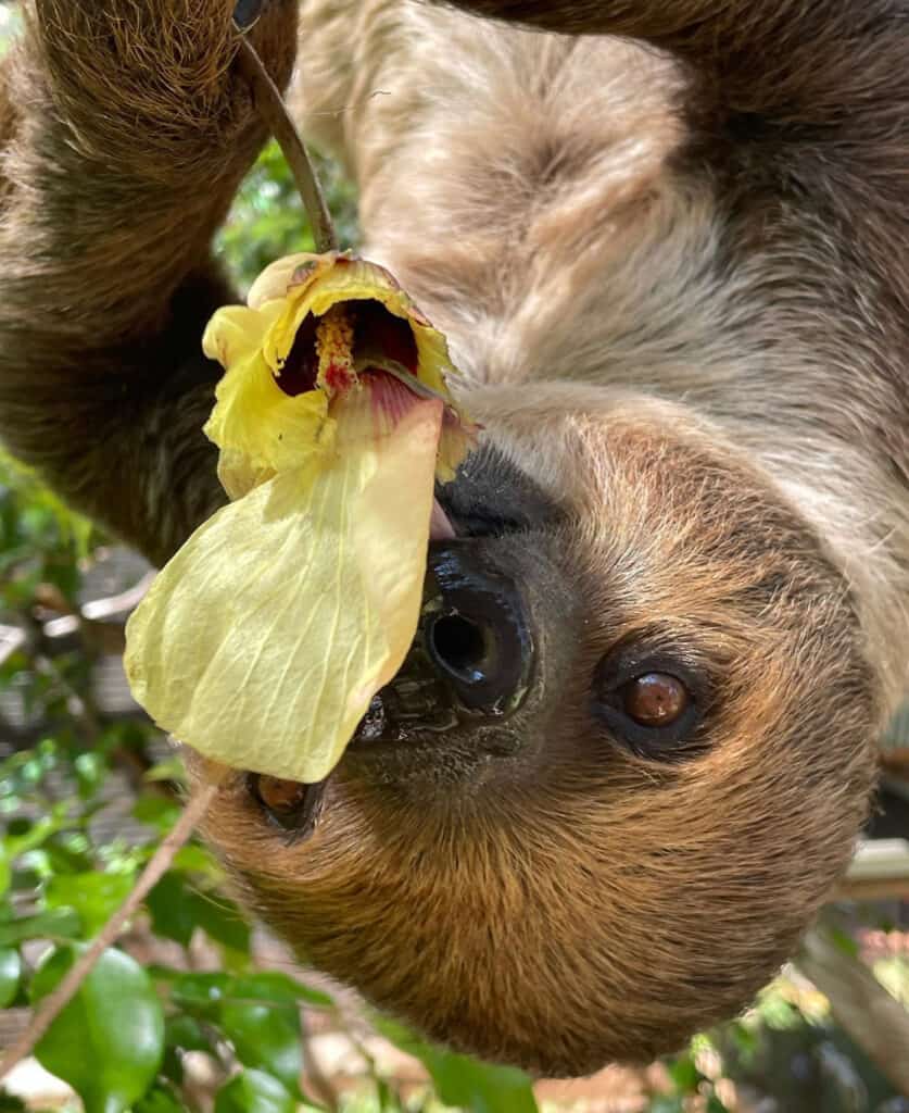 sloth chowing down on her flower bouquet