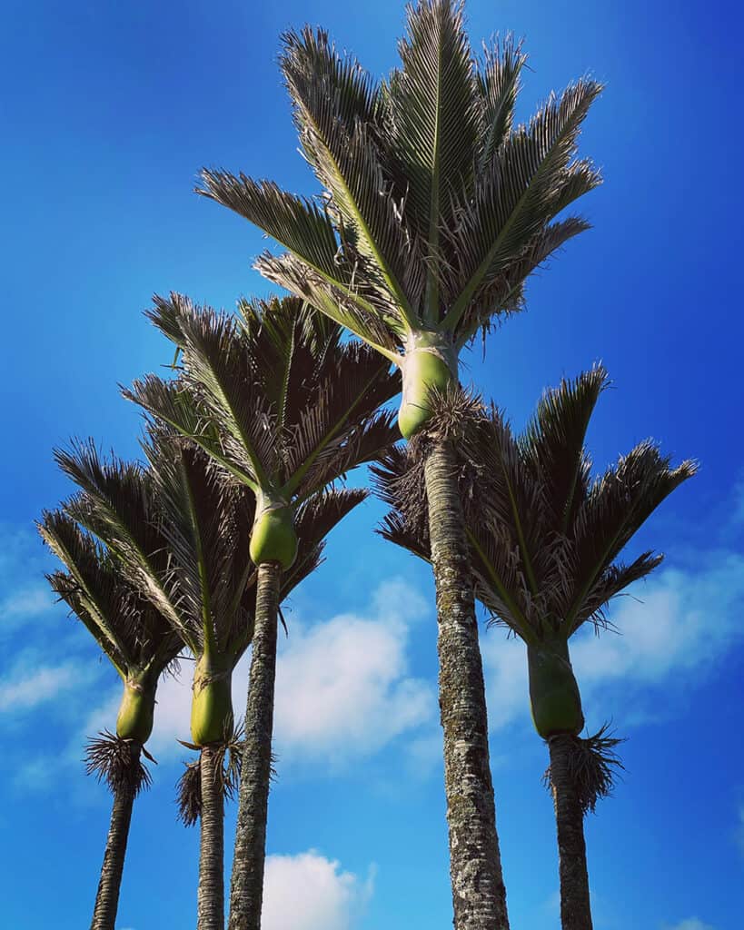 A stand of native nikau palms