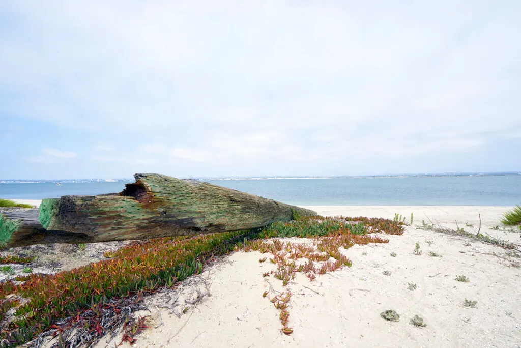 Driftwood on Silver Strand State Beach