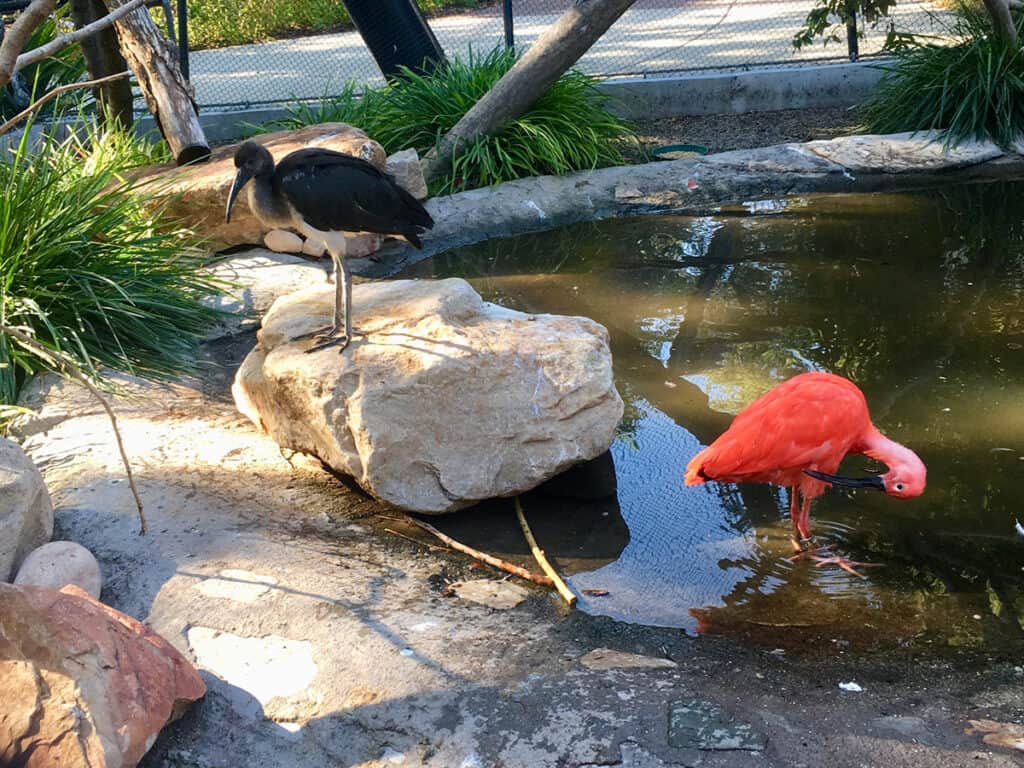 scarlet ibis at Liberty Park