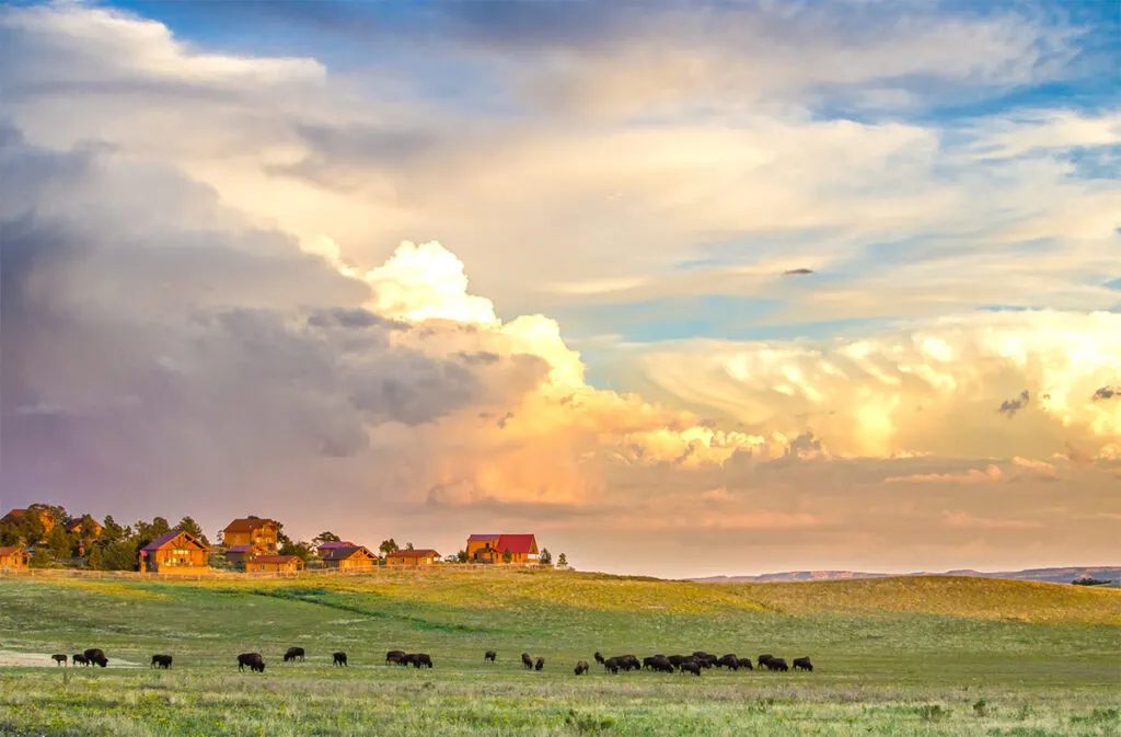 Buffalo roaming at Zion Mountain Ranch