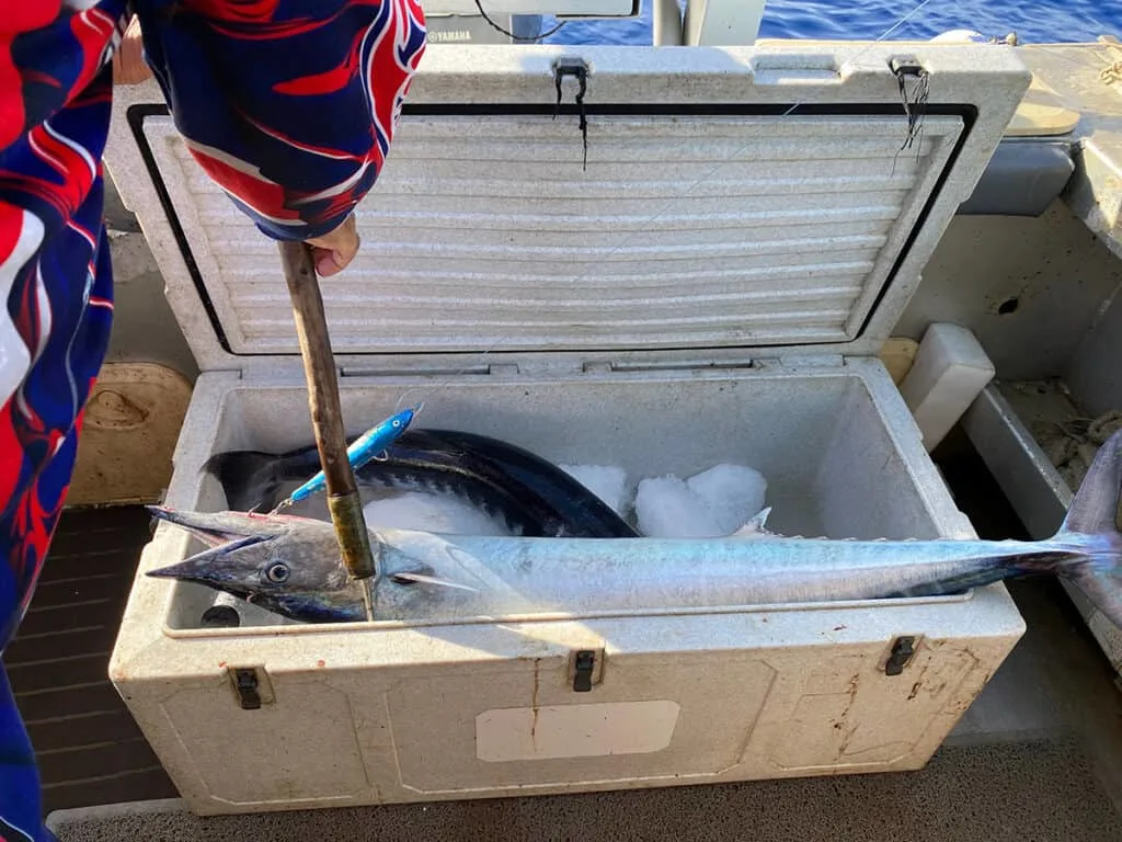 wahoo in ice chest