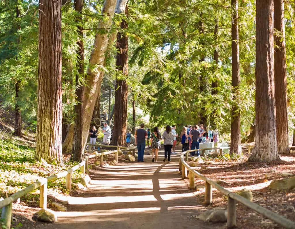 Walking among the redwoods at Santa Barbara Botanic Gardens