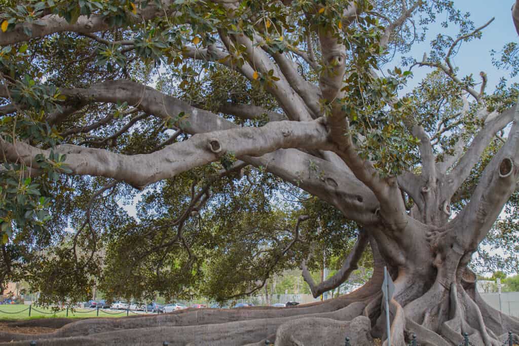 The famous Moreton Bay Fig Tree