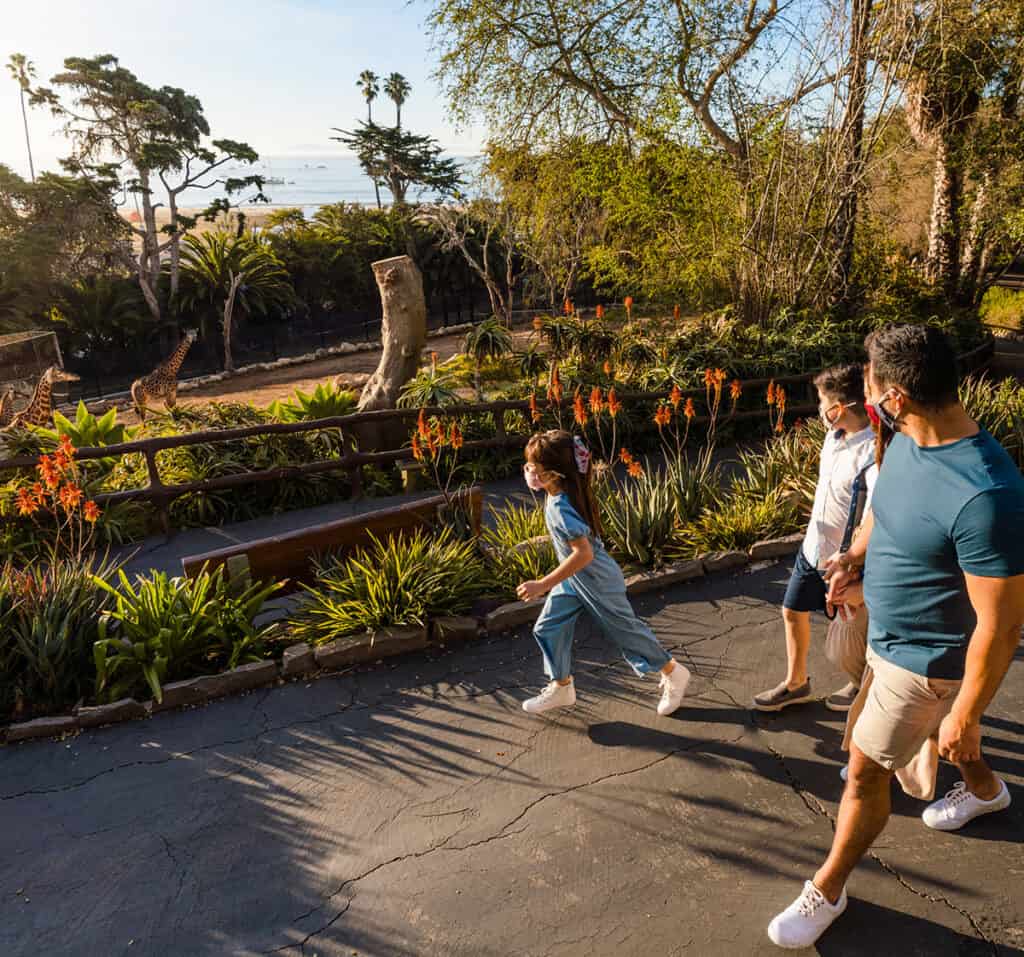 Running past giraffes at Santa Barbara Zoo