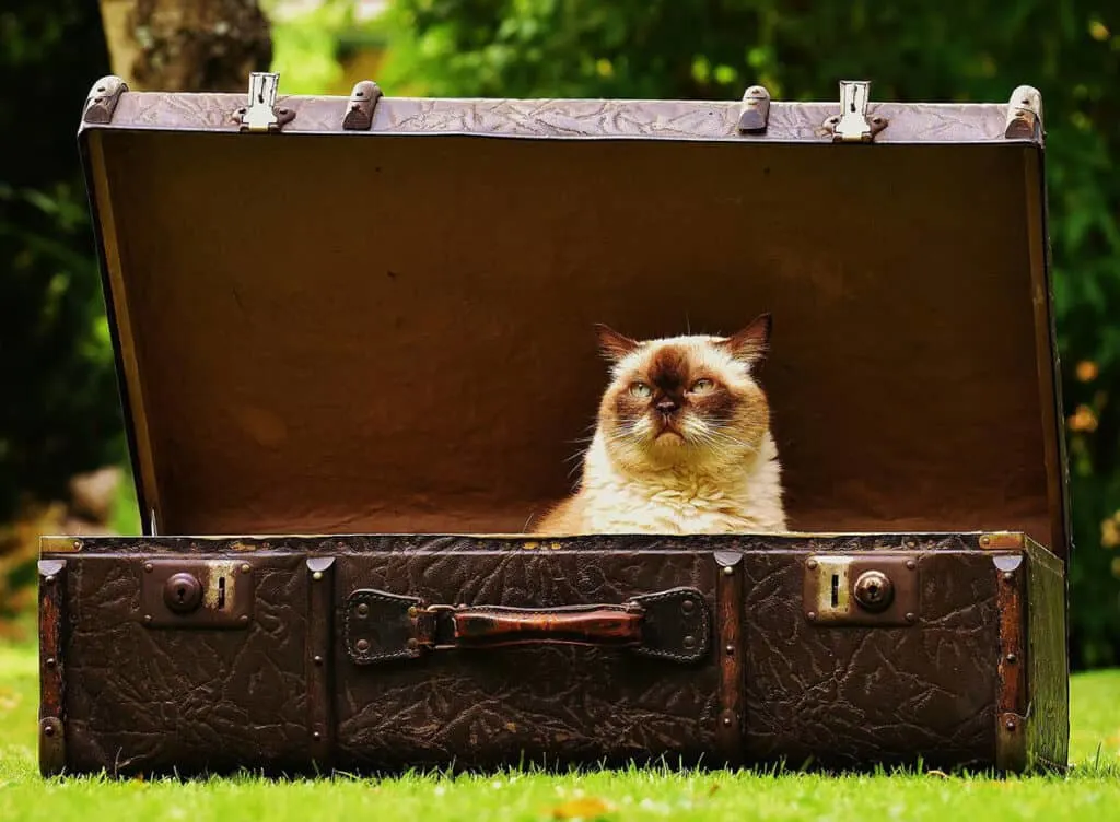 Cat in suitcase