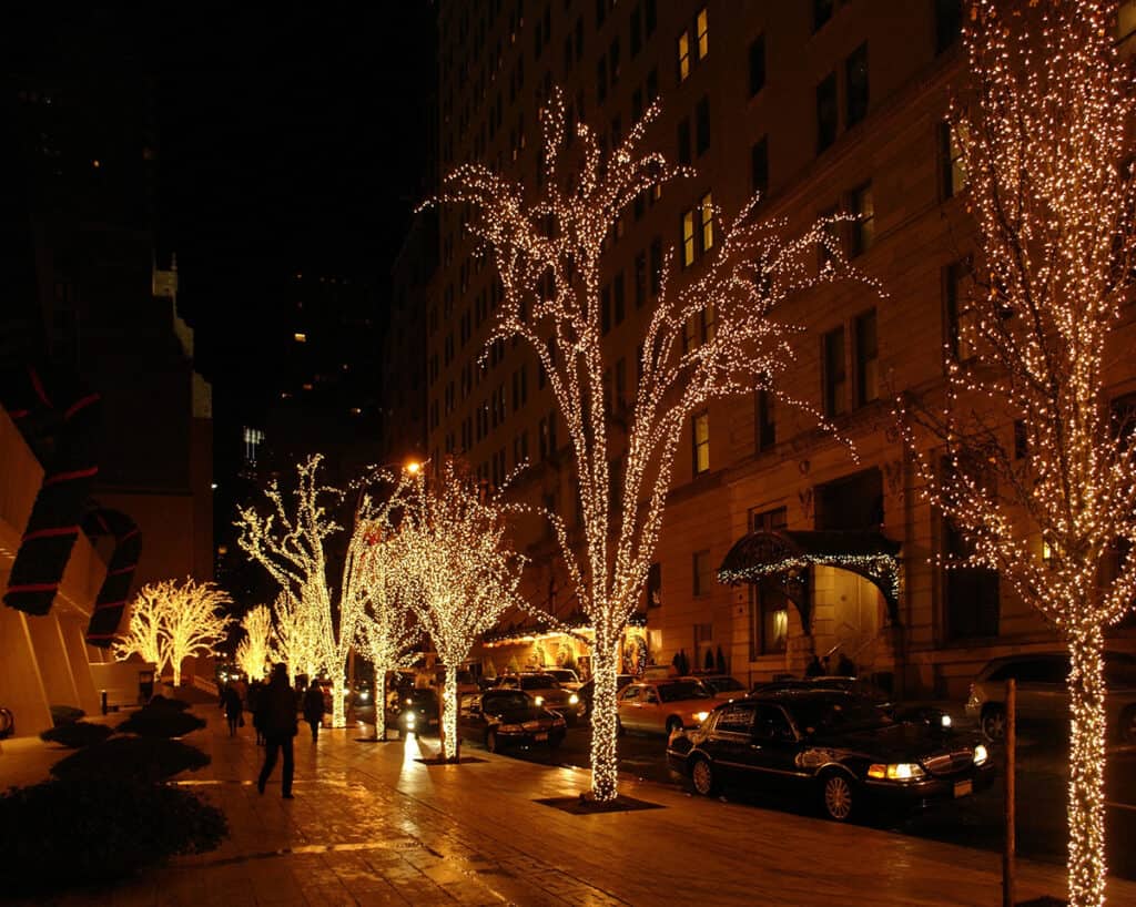 Trees wrapped in Christmas lights