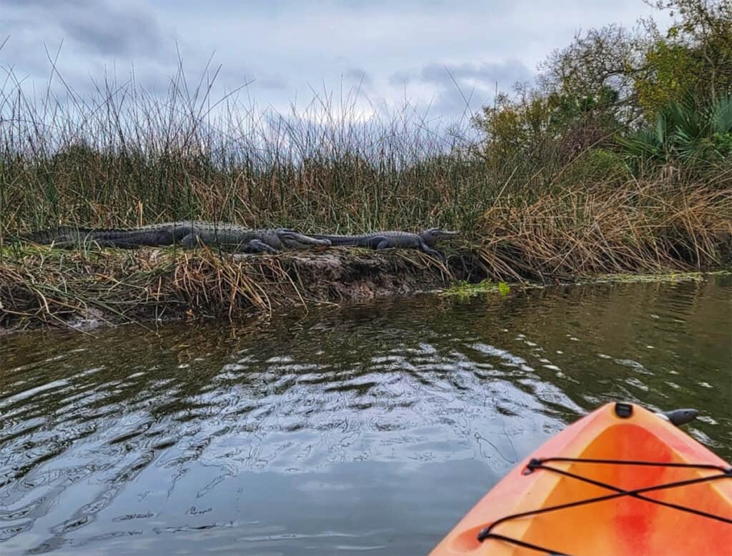 Alligator on bank in Houston