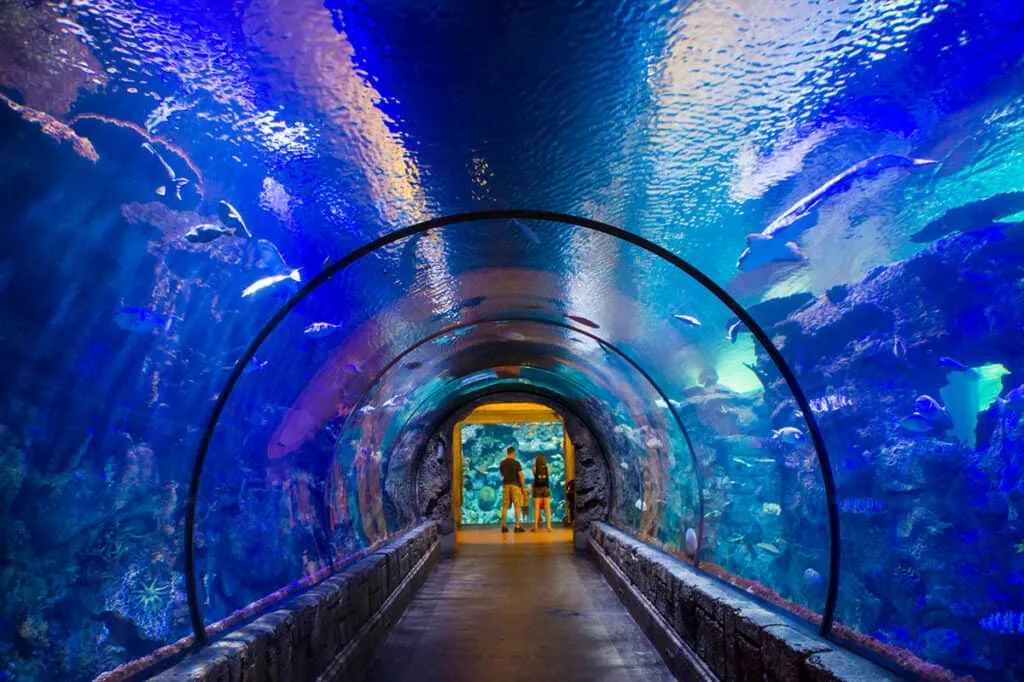 The 360˚ shark reef tunnel