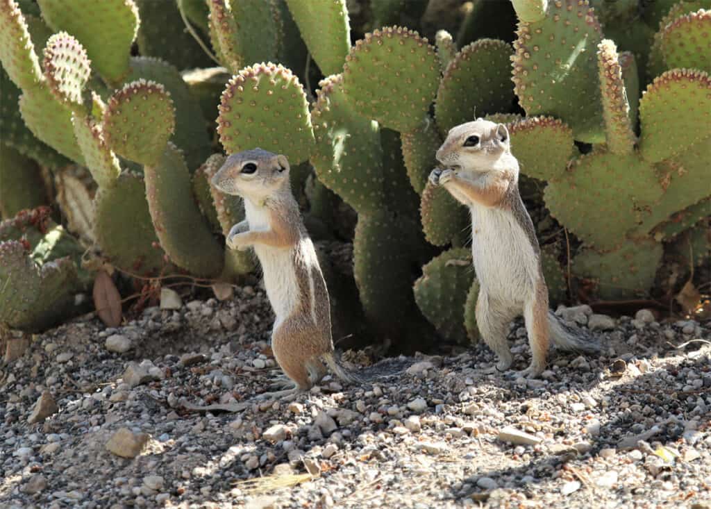 Squirrels and cactus at Springs Preserve