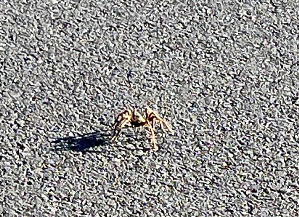 tarantula on road