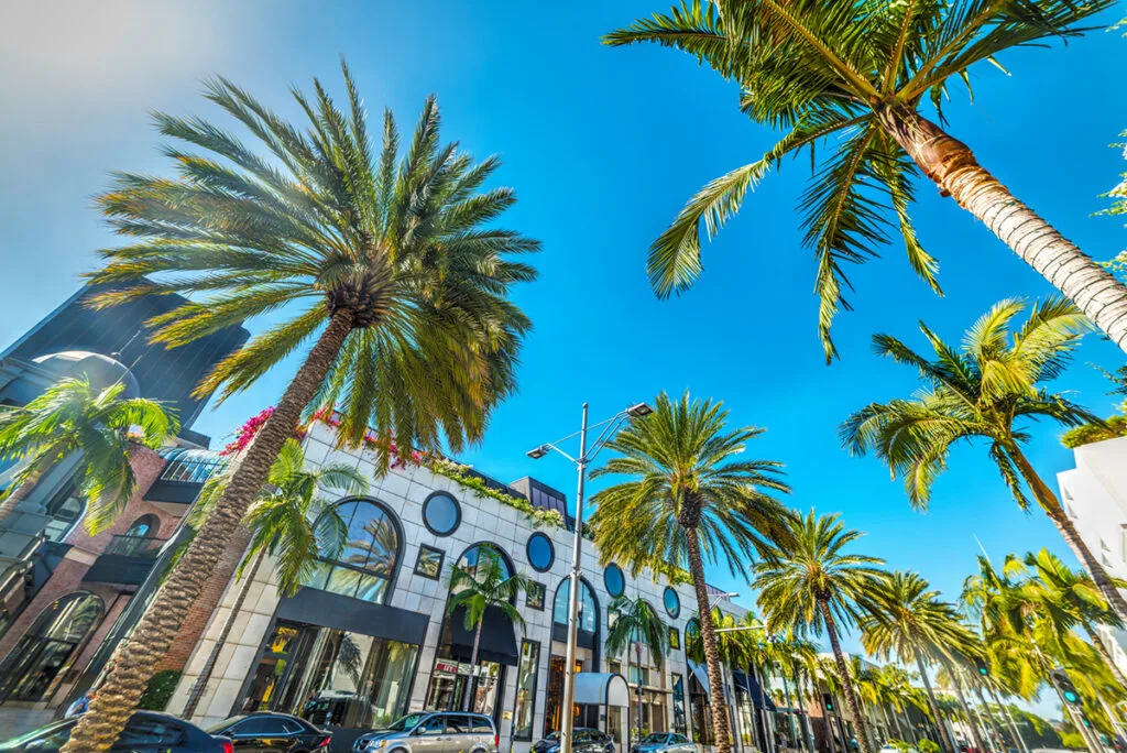 Rodeo Drive palm trees
