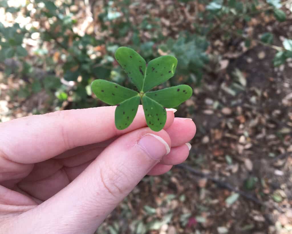 Picked leaf in foraging class in Los Angeles