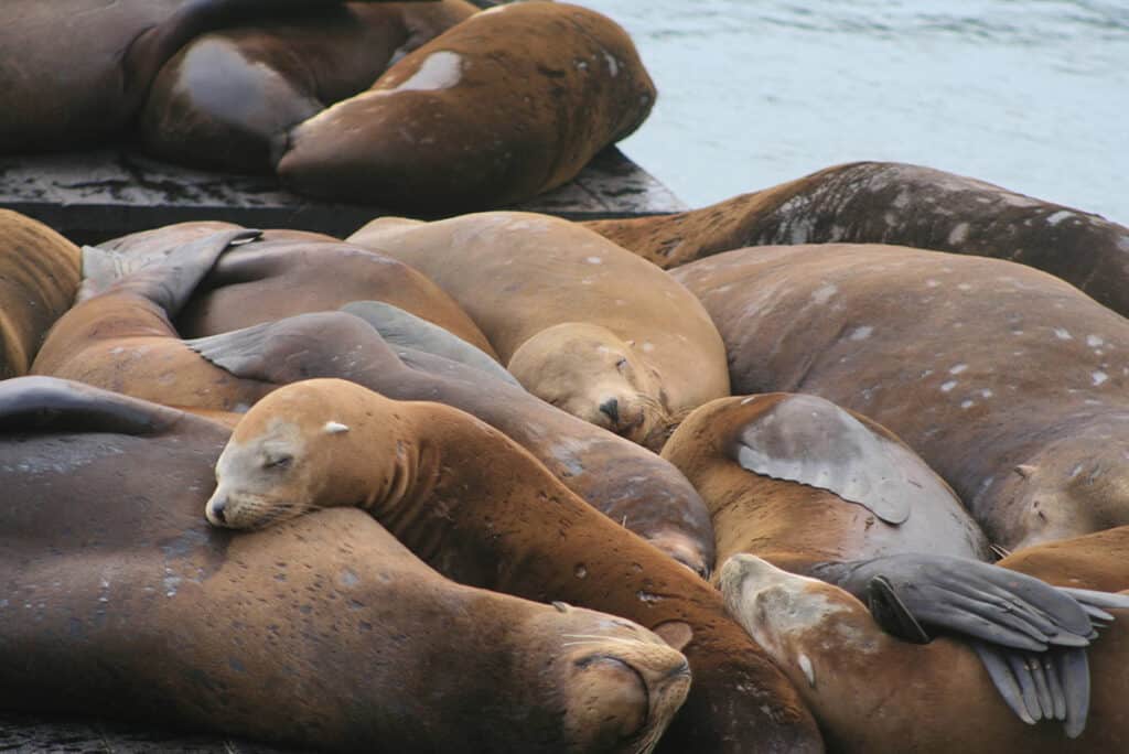 San Francisco's famous sealions hanging out