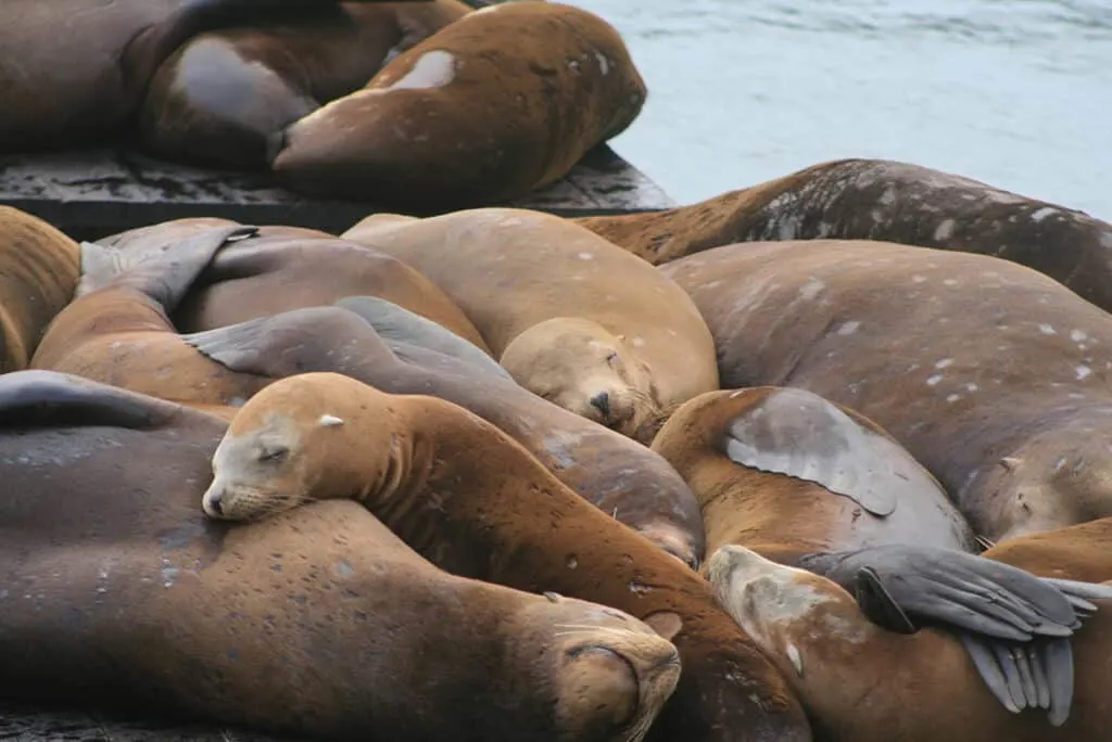 San Francisco's famous sealions hanging out