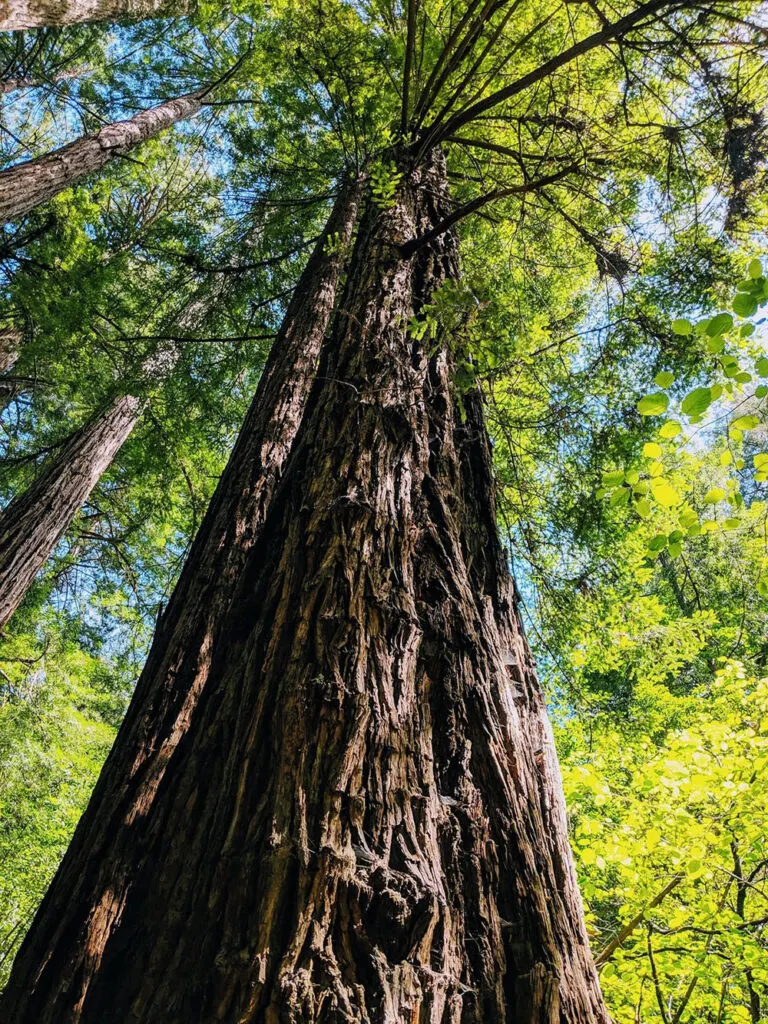 Huge Redwood tree
