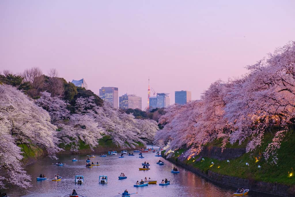 Blossoms in Tokyo along river
