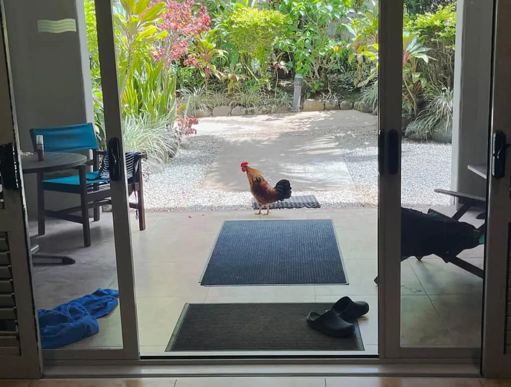 Rooster outside hotel room