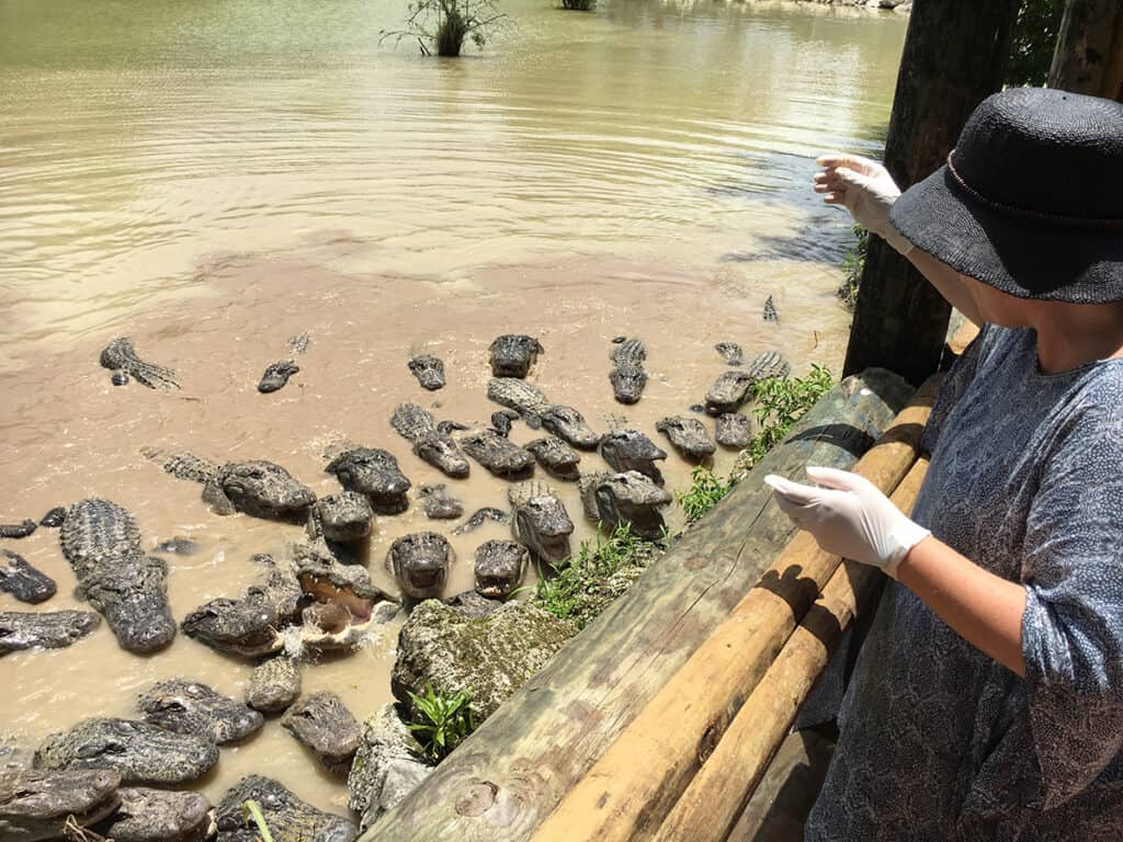 Megan feeding alligators