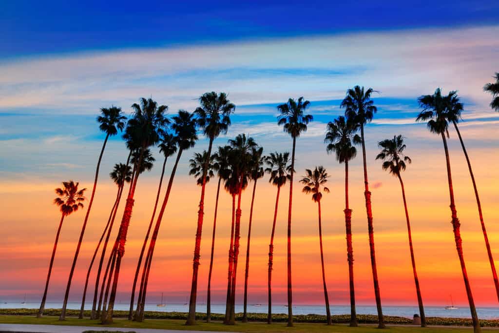 Sunset behind palm trees in Santa Barbara