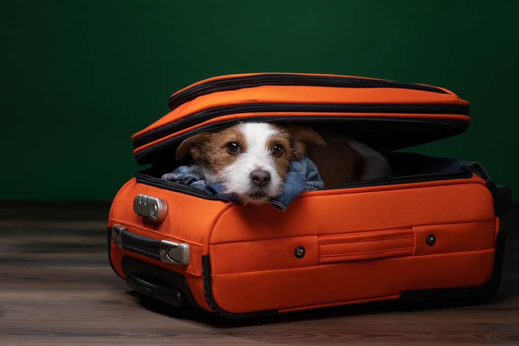 Dog hiding in cabin bag