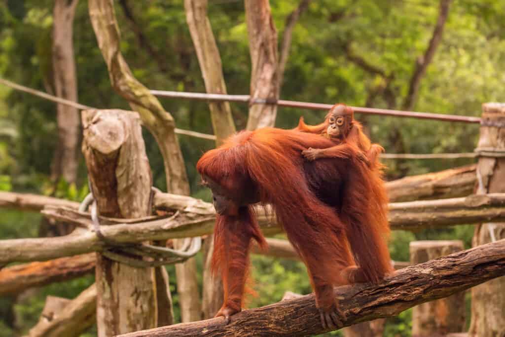 Singapore Zoo orangutan habitat, mother and baby