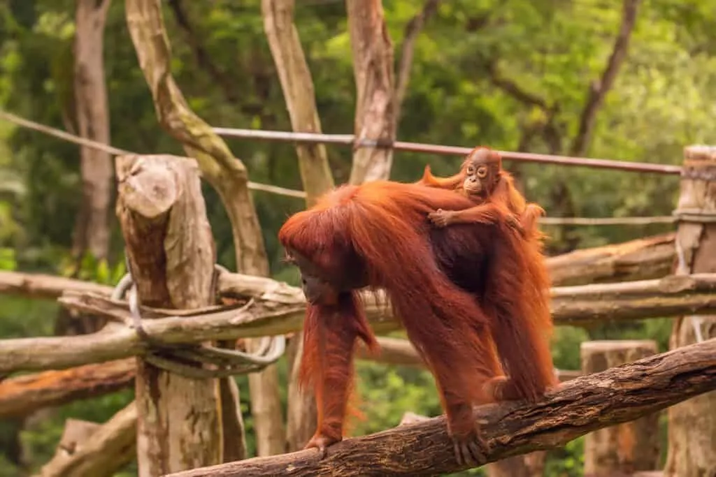 Singapore Zoo orangutan habitat, mother and baby