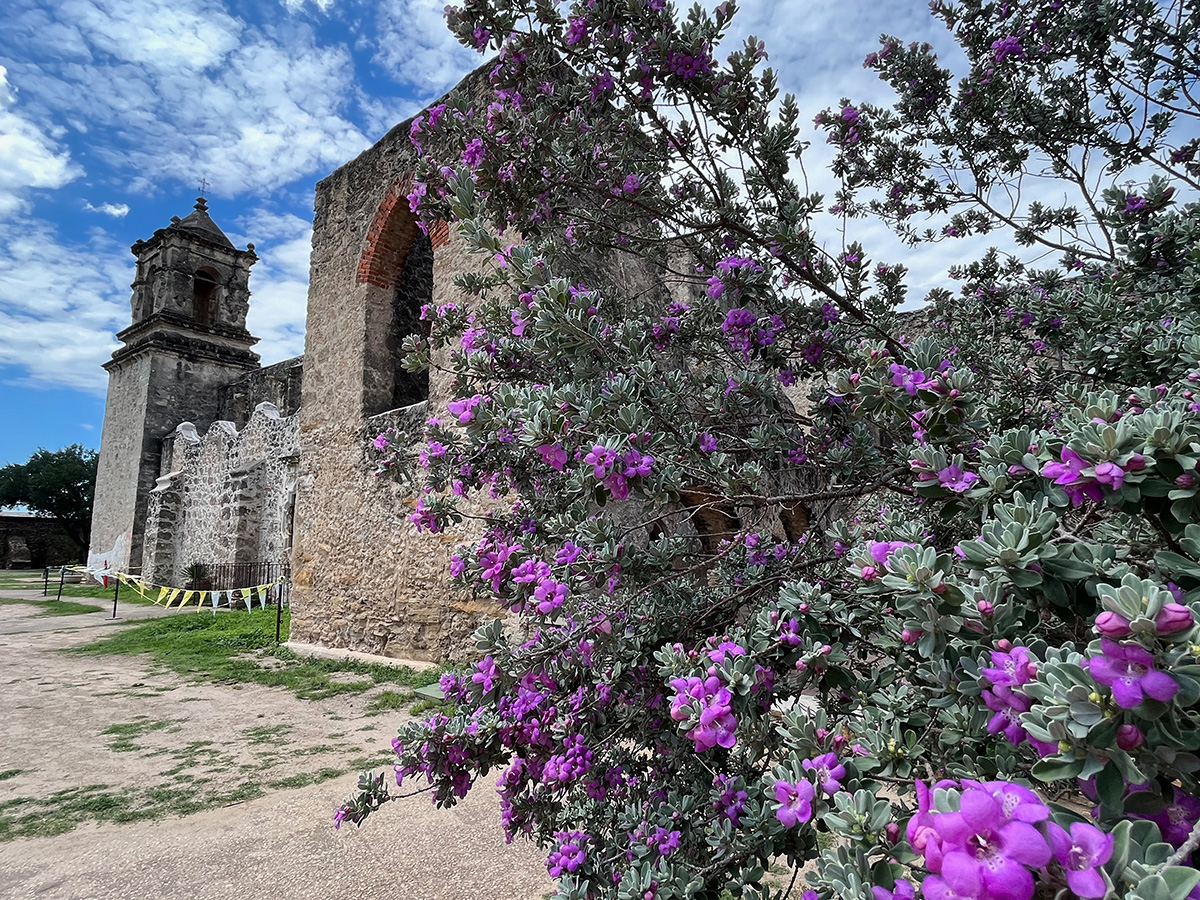 Purple flowers at Mission San Jose