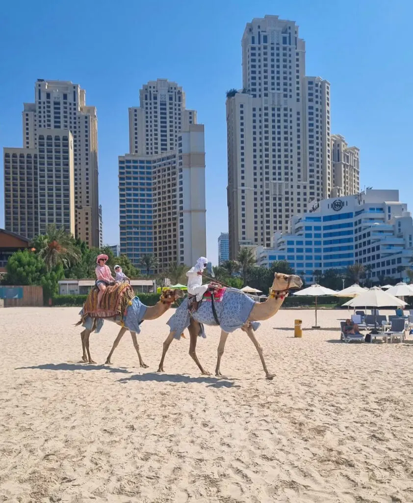 Camels at the beach, Dubai