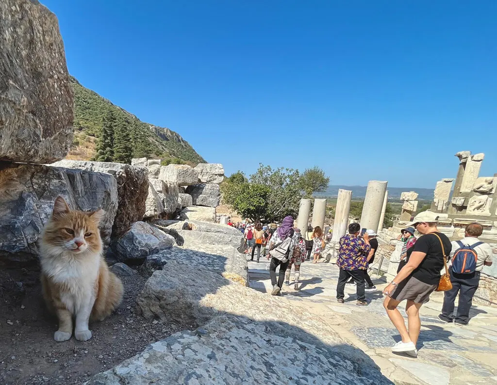 Cat posing in Ephesus
