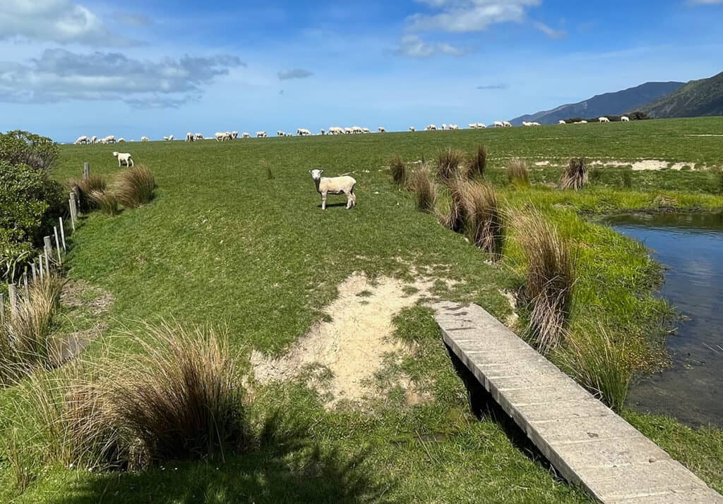 Wharekauhau paddock with sheep