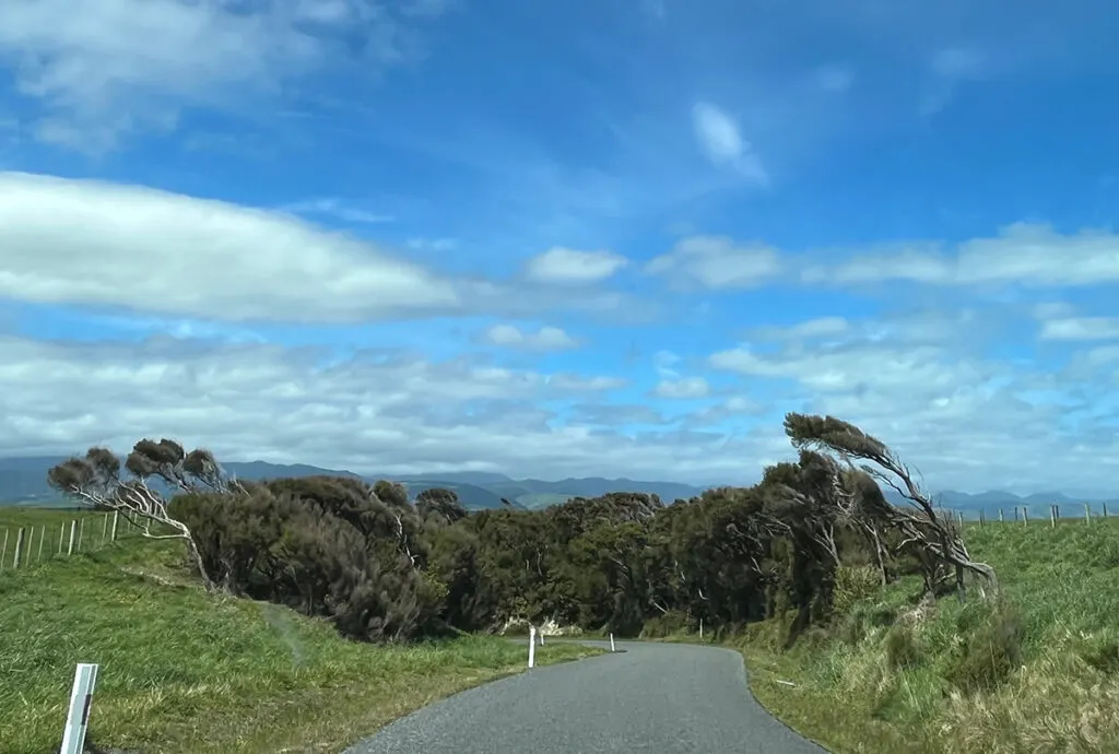 The wind blown trees of Wairarapa's coast bid us farewell