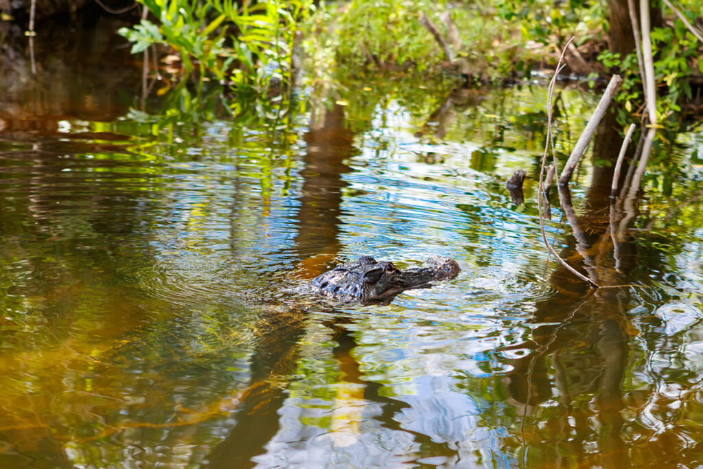 alligator in the Everglades