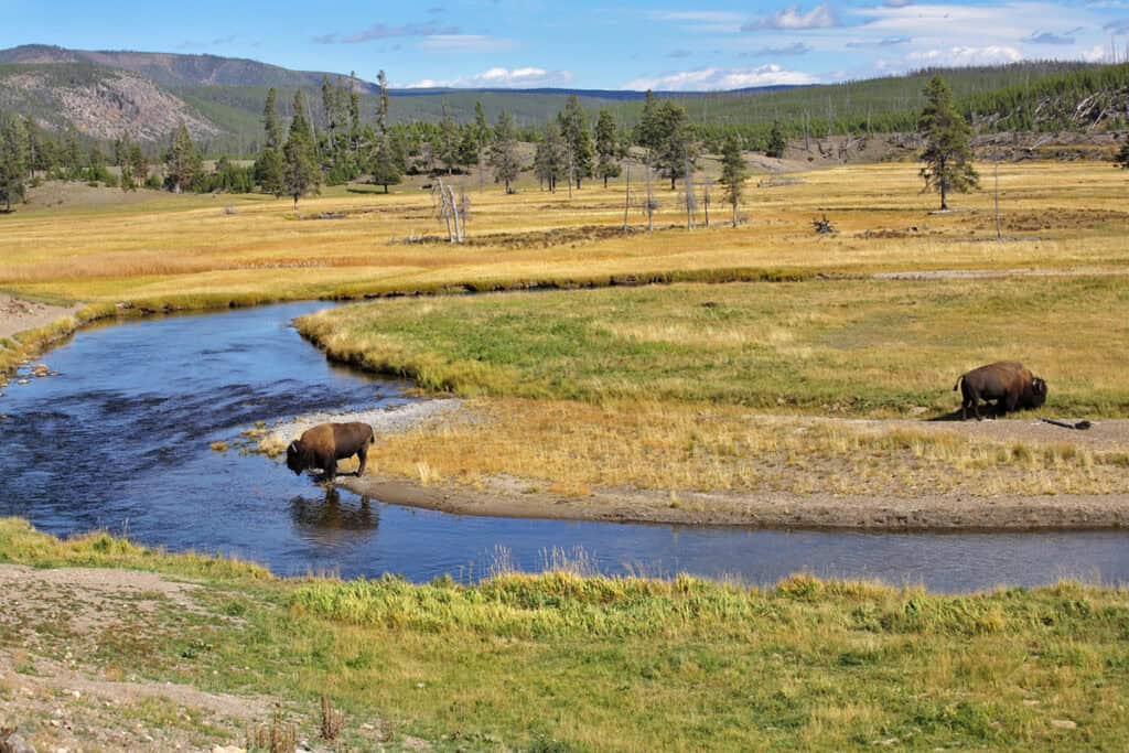 Bison drinking in Yellowstone
