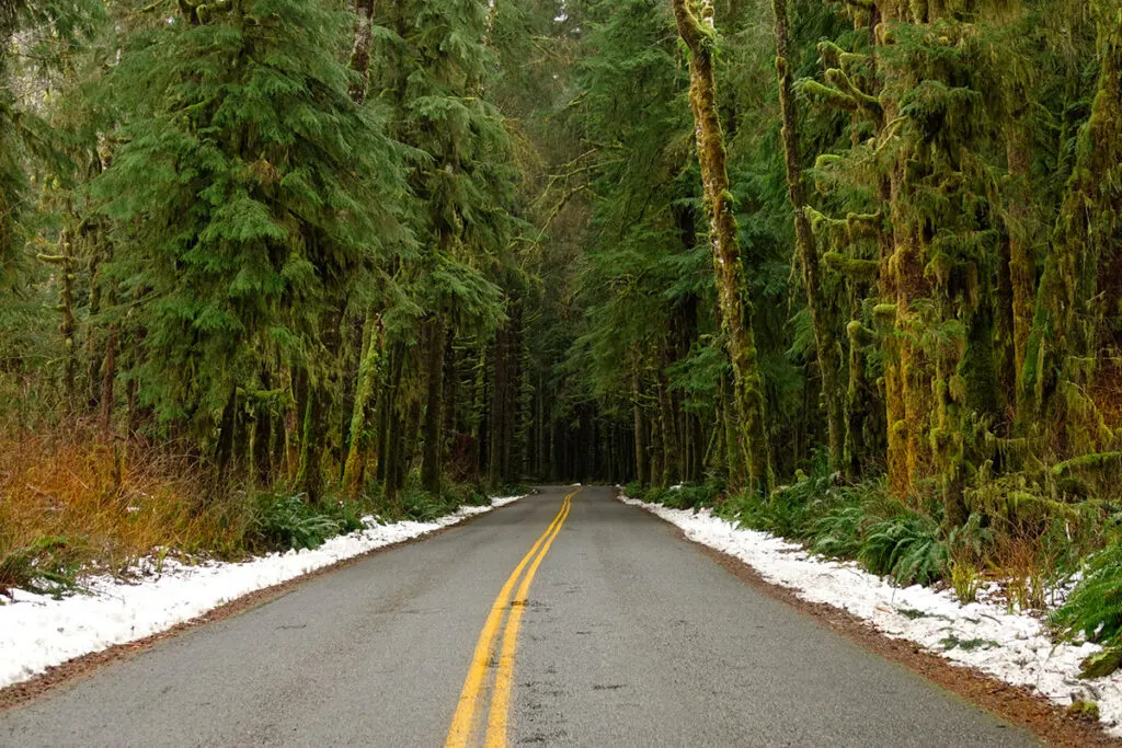 Hoh Rainforest Road