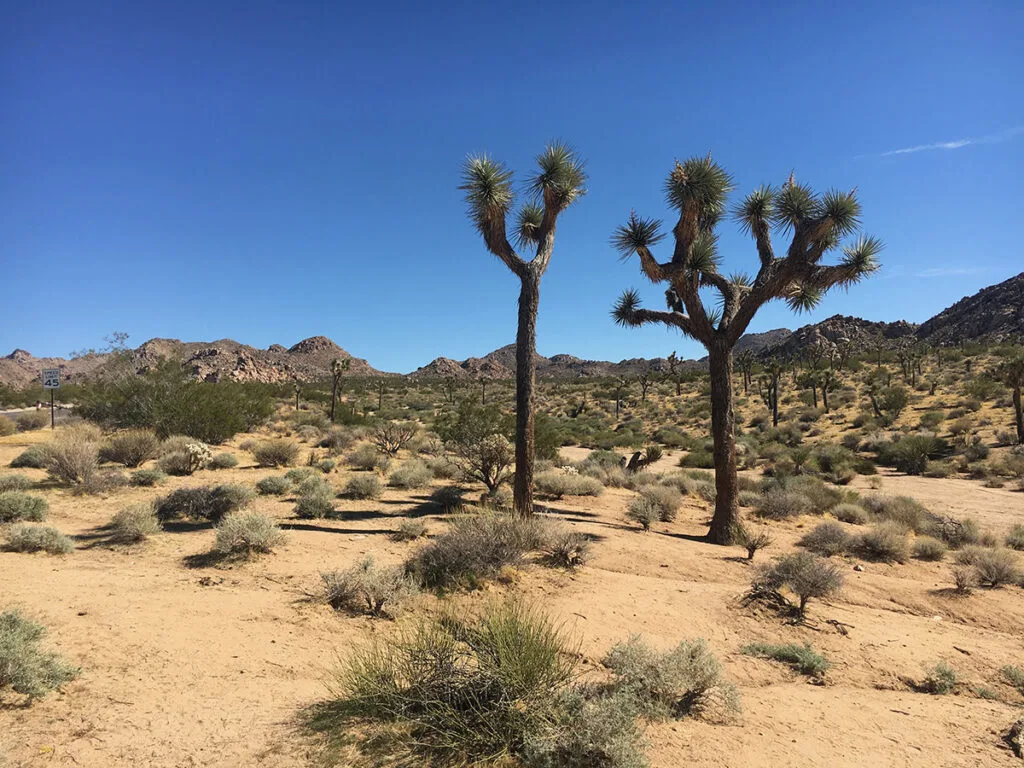 Joshua Trees