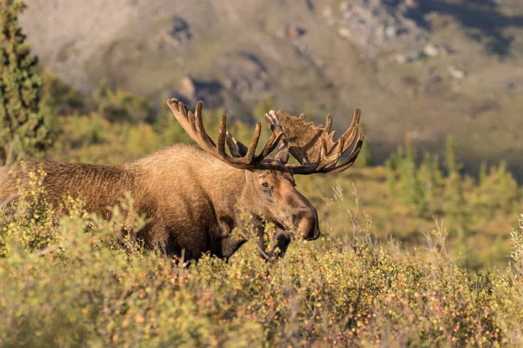 Bull moose in Denali National Park